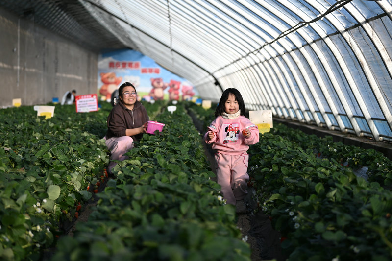20260422新城区大棚蓝莓2.jpg