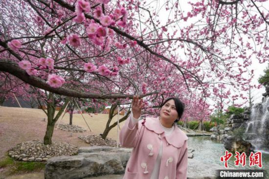 2月23日，市民在乾艺梅园景区观赏绽放的梅花。陈兴辉 摄