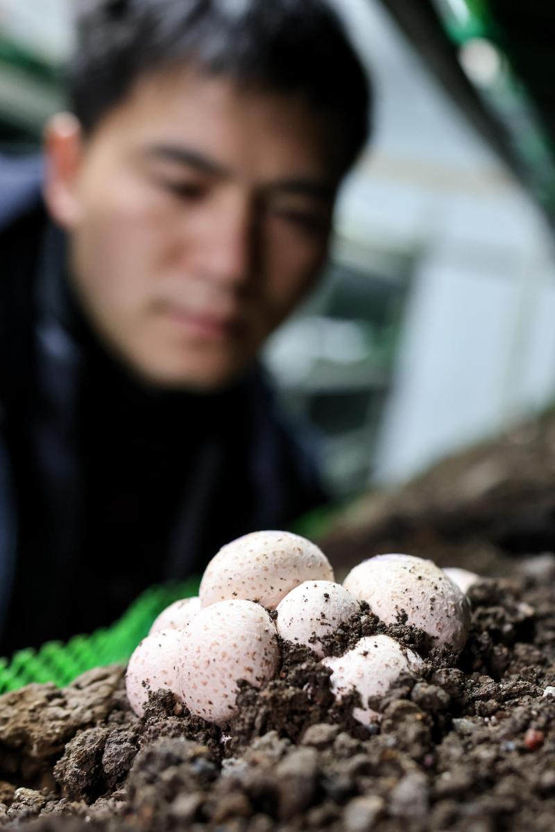 工作人员在贵阳市白云区食用菌产业示范园智能菇房内查看菌菇生长情况（2022年2月14日摄）。新华社记者 欧东衢 摄