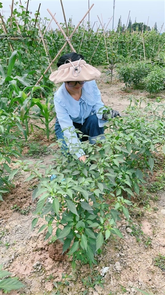 共享菜园主理人舒娟正在劳作