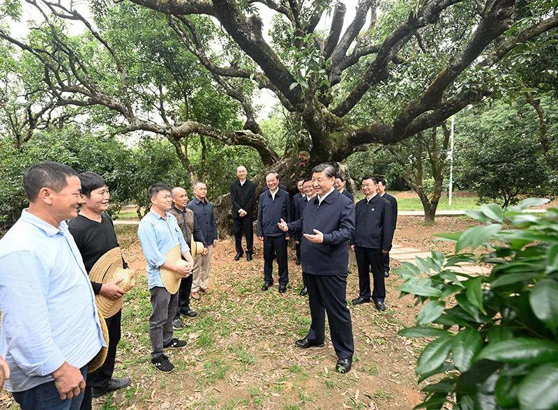 △今年4月11日，习近平总书记在广东茂名高州市根子镇柏桥村荔枝种植园，同现场技术人员亲切交流。