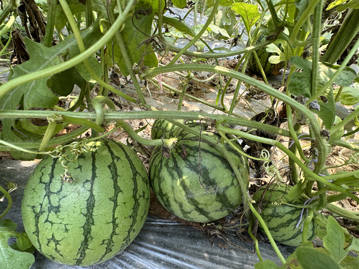 浆水李村瓜果种植基地。王绍绍摄