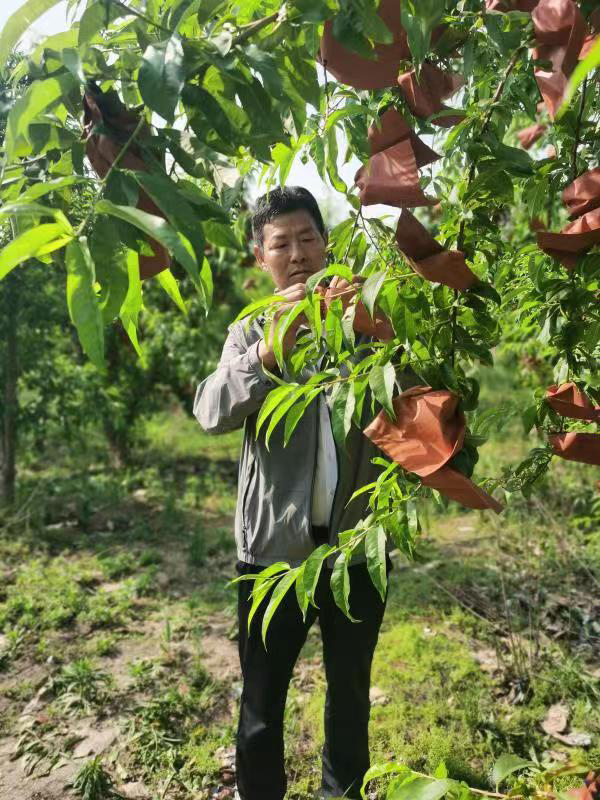 河南长垣樊相镇谷寨采摘园。王绍绍摄