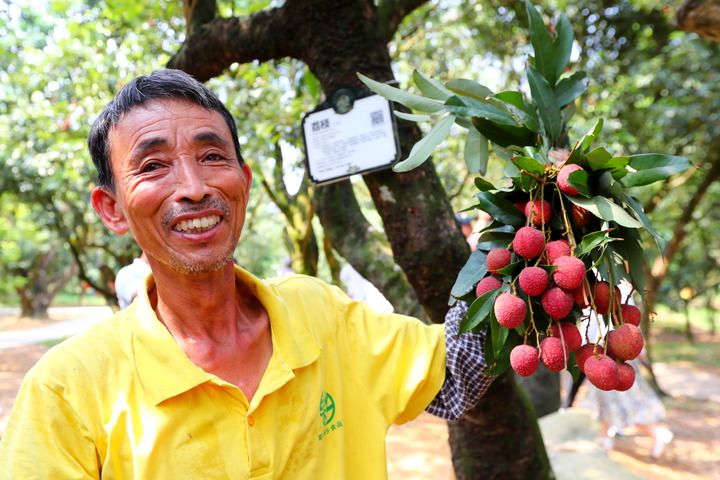 在广东茂名高州市根子镇柏桥村荔枝种植园，一位果农展示从树龄约1300年的“天伦之乐”古树上采摘的荔枝（2023年6月12日摄）。新华社记者 龚兵 摄