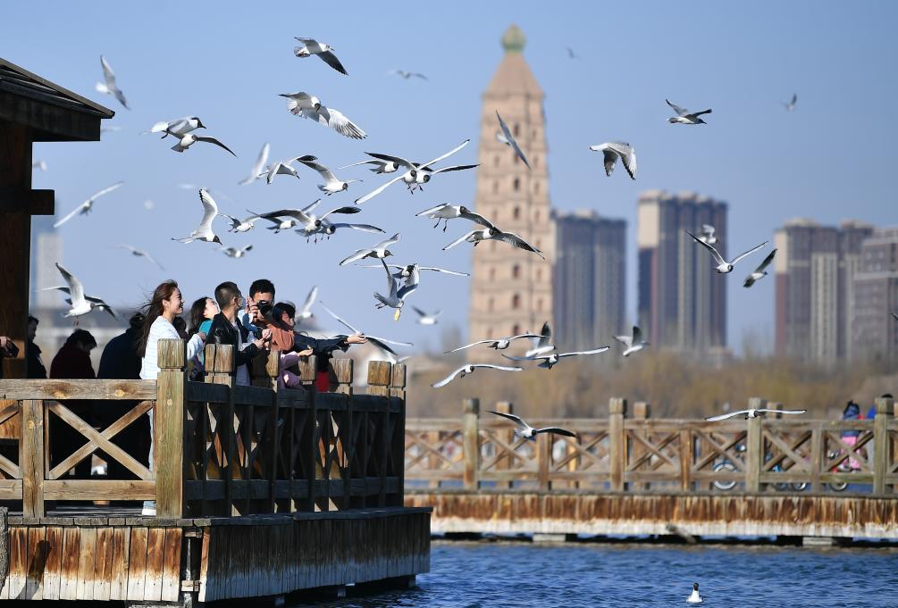 市民在宁夏银川市海宝公园观赏候鸟（2023年3月12日摄）。新华社记者王鹏 摄