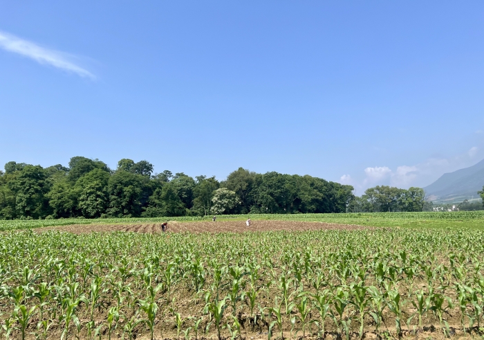 下界头蔬菜基地。人民网 高清扬摄