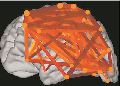 图上的线条代表大脑皮层中与语言处理相关的各个区域之间的连接。当阅读时，这些区域的神经元会以精确同步的方式激发，这种现象被称为共同涟漪。图片来源：加州大学圣迭戈分校