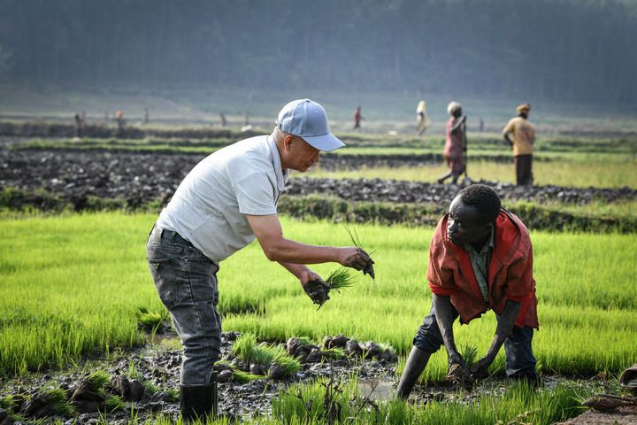 2024年8月14日，在卢旺达南方省胡耶区的中国援卢旺达农业技术示范中心，水稻专家郑瑞金（左）在稻田里指导当地稻农进行秧苗移栽。新华社记者 韩旭 摄