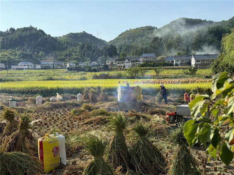 “丰收”是秋天的关键词，田间烟火气，最抚凡人心。打谷机、蛇皮袋、抱稻禾、捆秸秆……这是乡土中国广大农村收割稻谷的经典场景，也是不少干过农活的人的独家记忆。告别了打谷机，拥抱机械化，改变的是生产工具，不变的是三农情怀。农为邦本，本固邦宁，每一个亲吻土地、珍惜粮食的日子都值得被尊敬，被缅怀，被憧憬。考察团中的谢里克·科尔茹姆巴耶夫是《哈萨克斯坦实业报》的总编辑，也是一位“生活观察家”，田间里挥汗收割的村民引起了他的兴趣，他感叹道：人们劳作的过程总是令人赏心悦目。这就是中外共鸣的“乡愁”吧。 （乌兹别克斯坦《人民言论报》副总编辑鲁斯兰·肯扎耶夫摄）