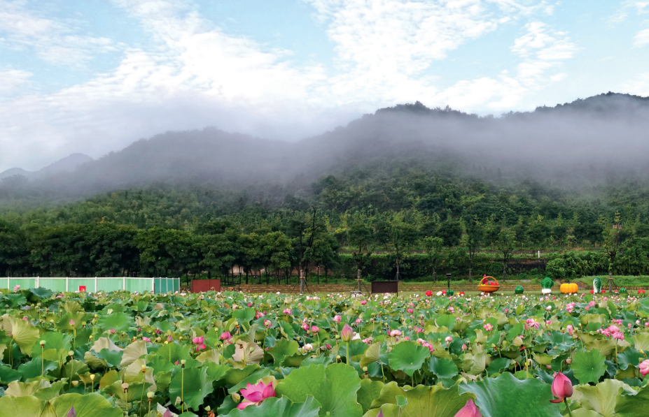 余村荷花池景色秀美。