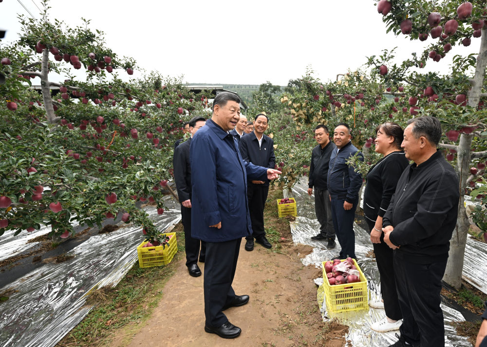 2024年9月11日，习近平在甘肃省天水市麦积区南山花牛苹果基地考察时，走进果林了解相关种植、技术和管理情况。习近平指出：“经过70多年培育发展，花牛苹果品牌更响亮了。要加强品种保护和培育，优化种植方式，创新营销模式，把这个特色产业做得更大，带动更多群众增收致富。”