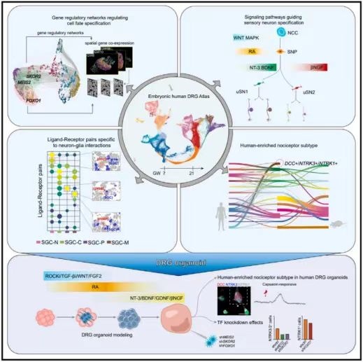 人类背根神经节时空发育机制和类器官模型构建。校方供图