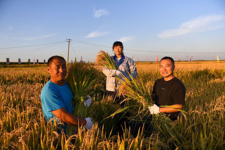 2024年9月20日，在位于吉林省永吉县万昌镇的永吉县禾谷丰水稻种植农民专业合作社，负责人张帅（右一）和两位农民手捧收获的水稻。新华社记者 张楠 摄